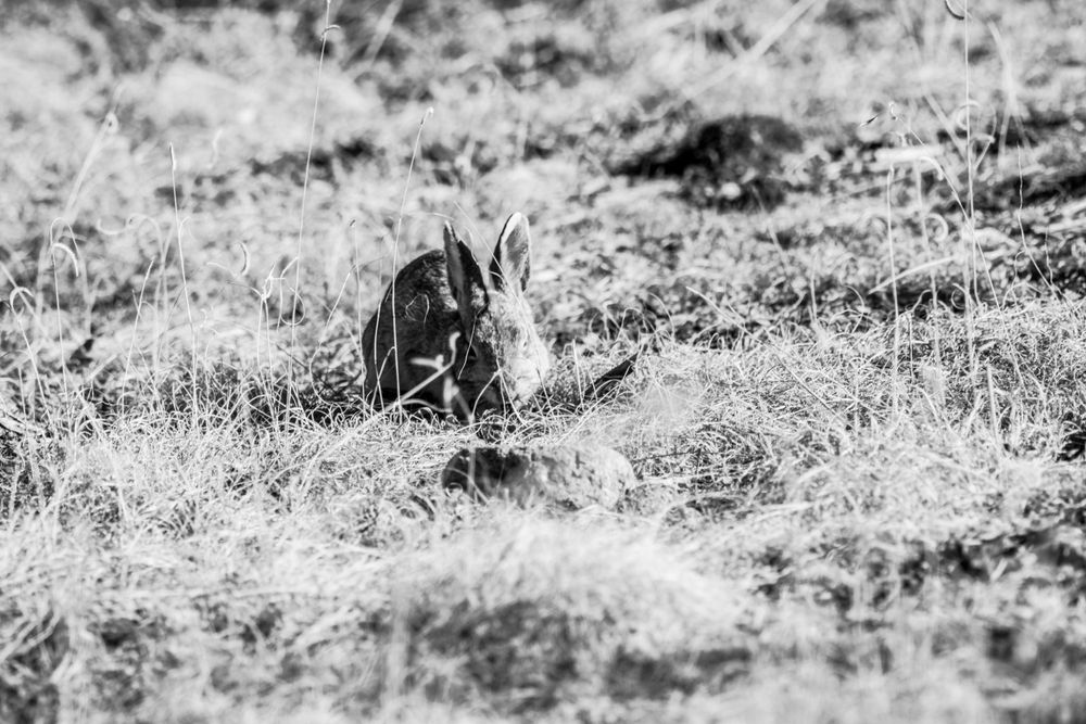 Black and white photo of a wild rabbit sitting in dry grass.