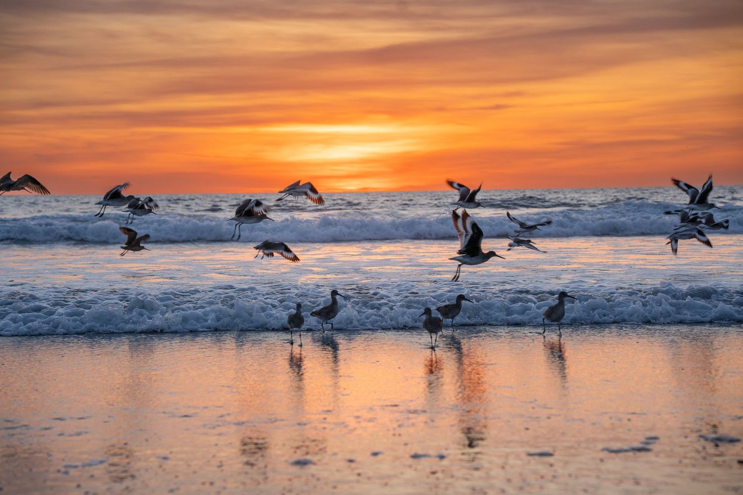 Seabirds take flight over ocean waves during a vibrant orange sunset.