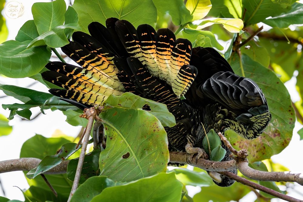 red tailed black cockatoo nature