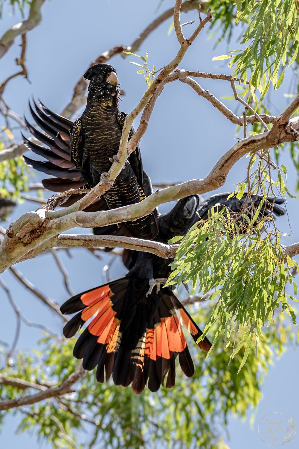 red tailed black cockatoo nature