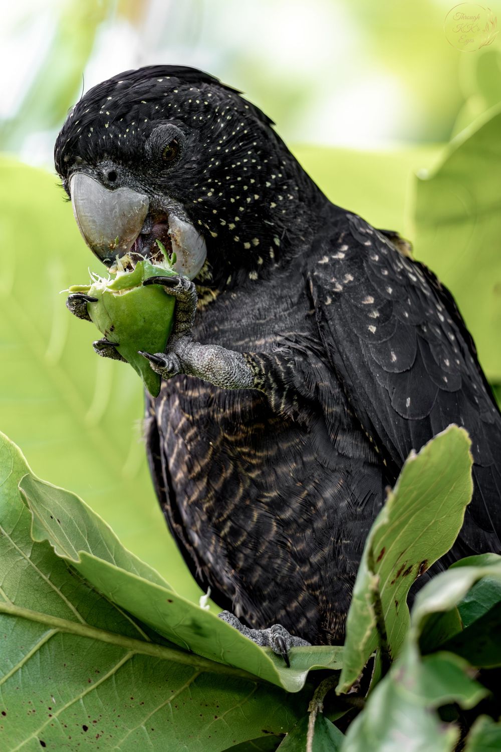 red tailed black cockatoo nature
