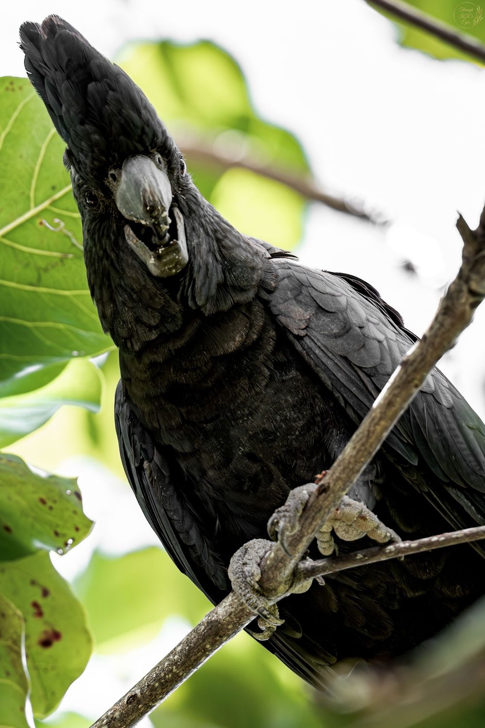 red tailed black cockatoo nature