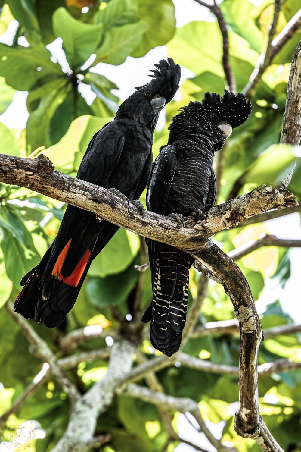 red tailed black cockatoo nature