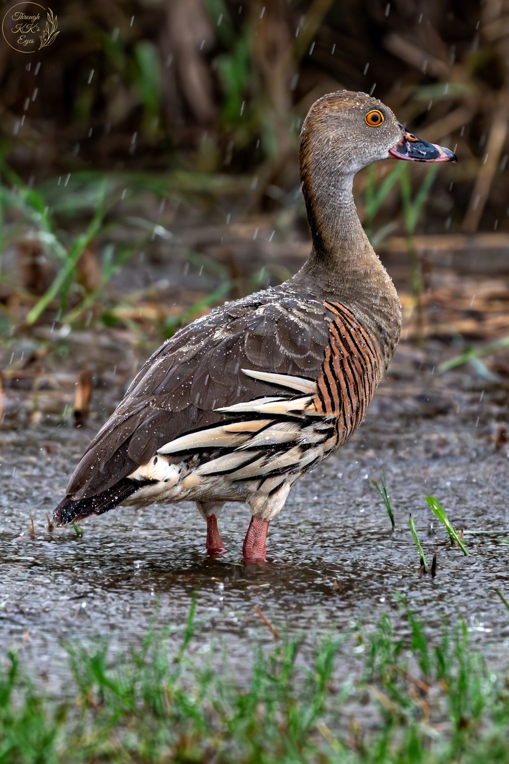 whistling duck