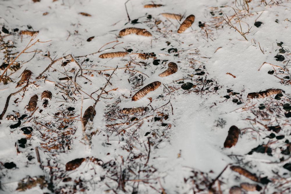 Pine cones and dried leaves scattered across a snowy forest floor in winter.