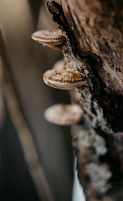 Close-up of bracket fungi growing on rough tree bark in soft focus nature photography.