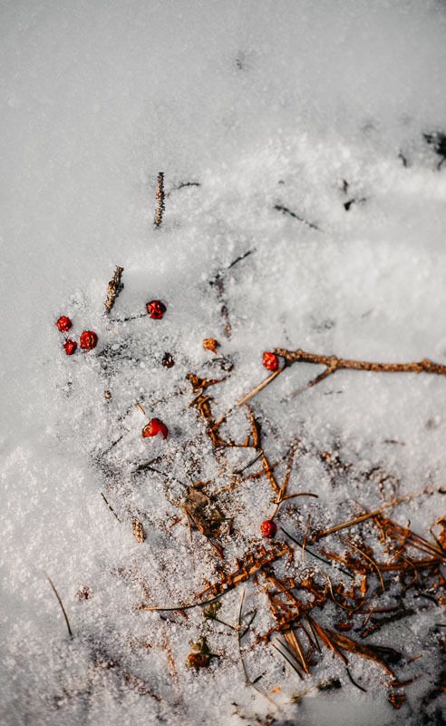 Red winter berries and brown twigs scattered across fresh white snow in nature.