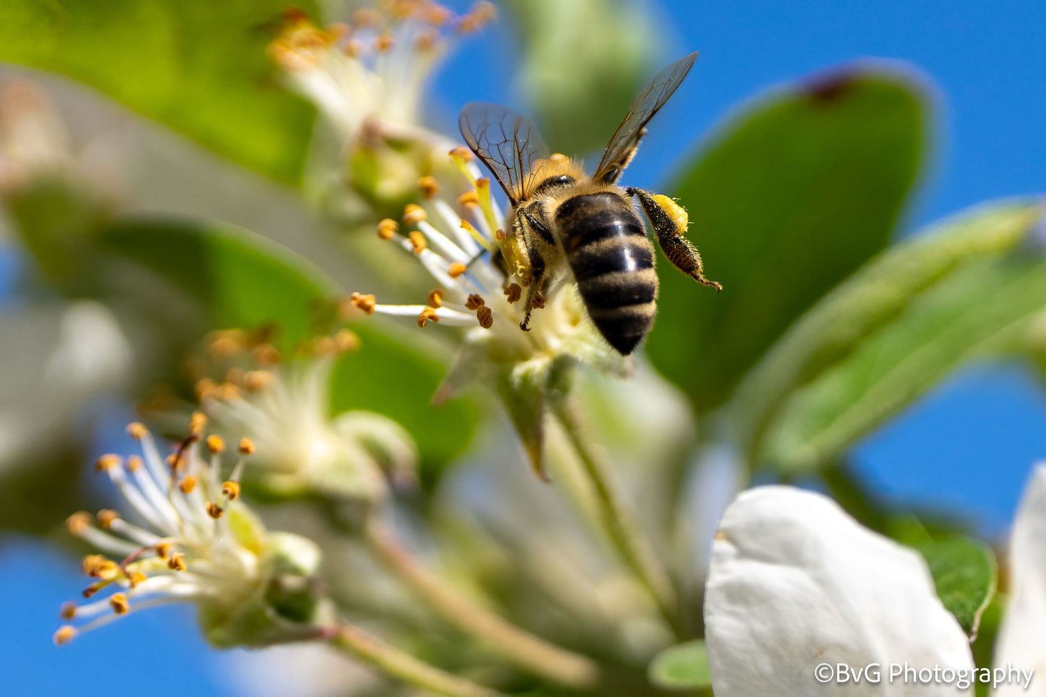 natuur fotografie bij bloem
