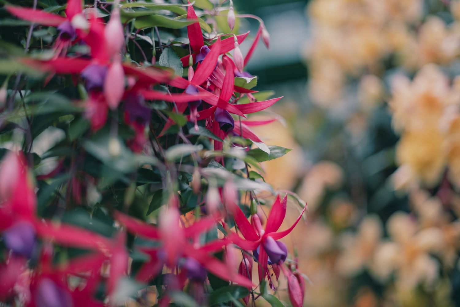 Vibrant pink and purple fuchsia flowers hanging in bloom with soft bokeh background.