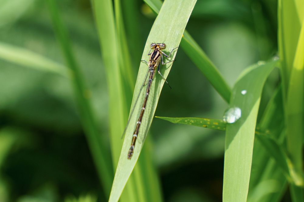 Female