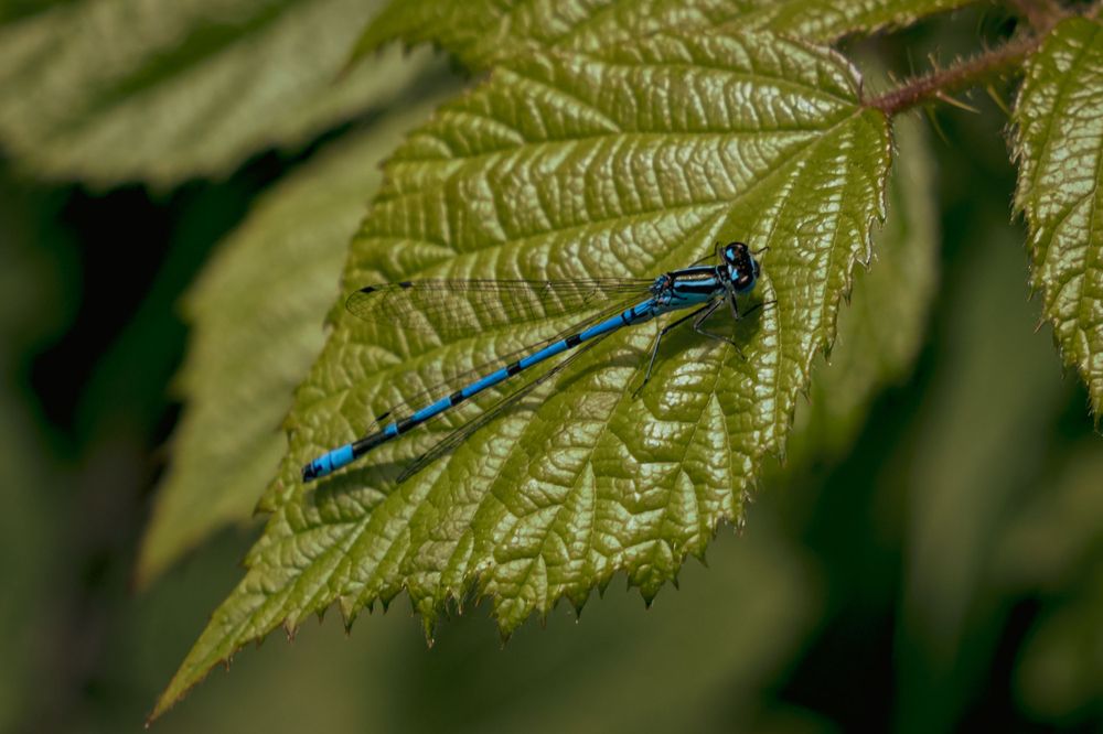 Male