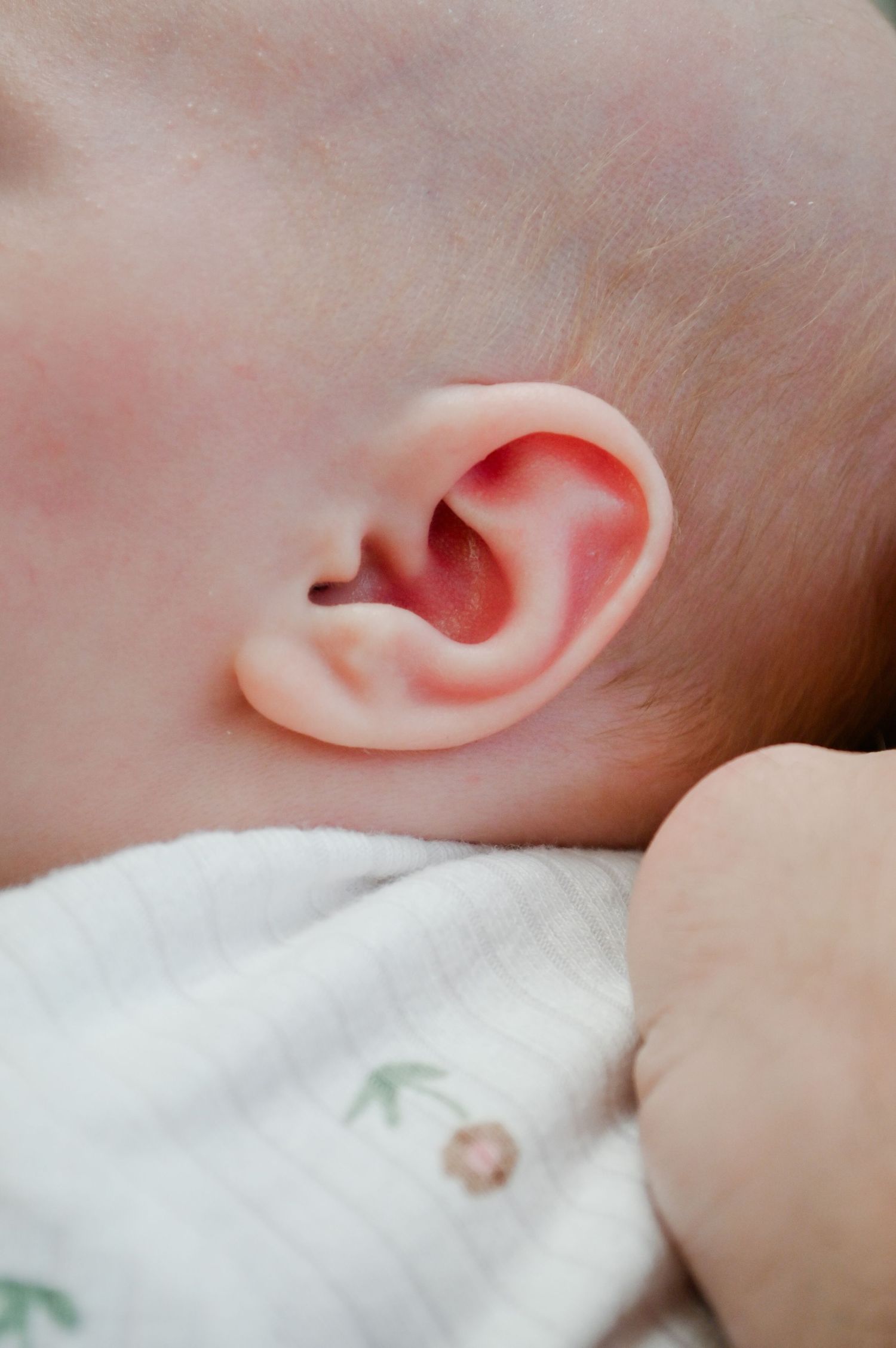 Close-up of multiple baby ears showing different angles and details against a soft white background.