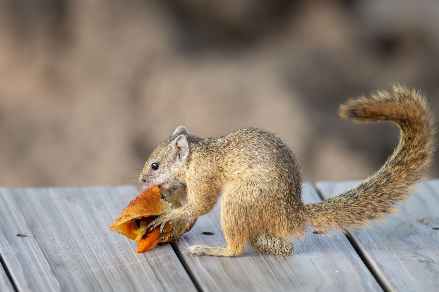 Squirrel eating orange snack on wooden deck.