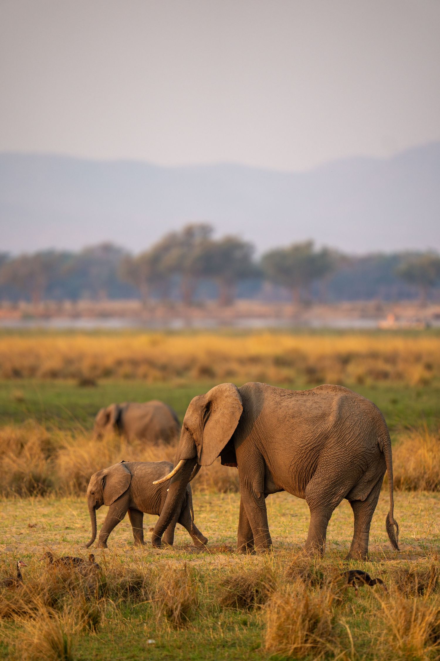 Group of elephants foraging in golden grassland with mountains in background at dusk.