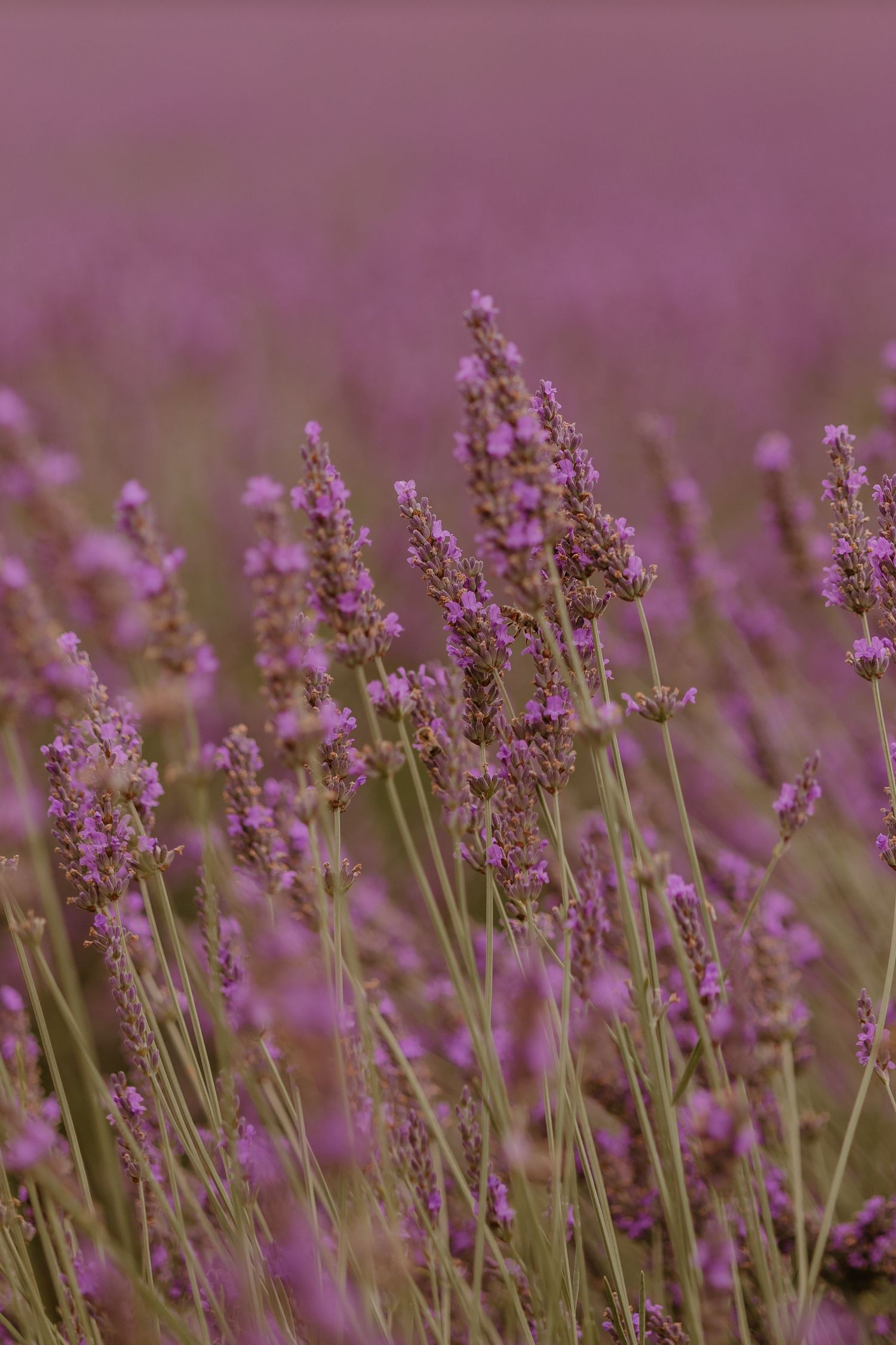 Close-up view of blooming purple lavender flowers in a field creating a soft, dreamy natural background.
