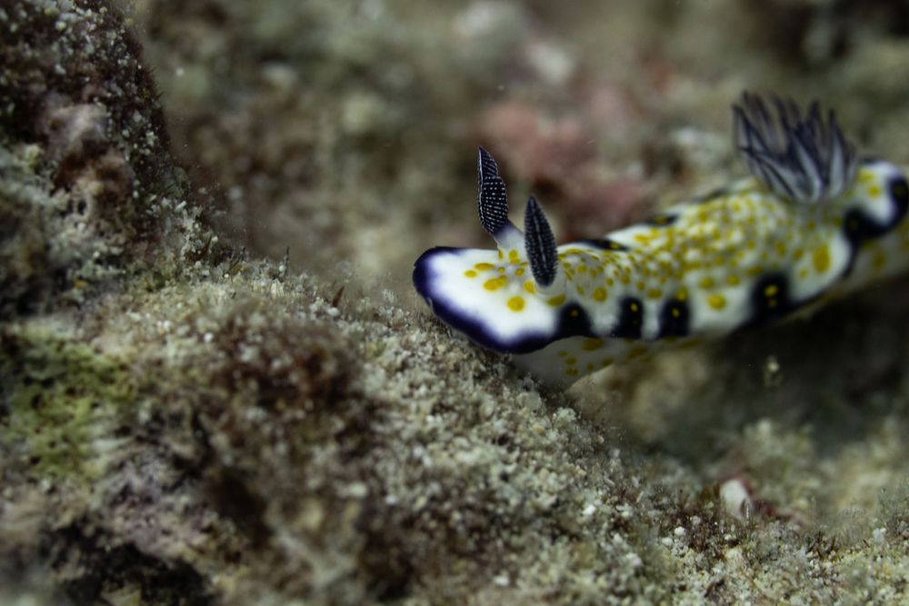 A colorful nudibranch sea slug with yellow and blue markings crawls along the ocean floor.