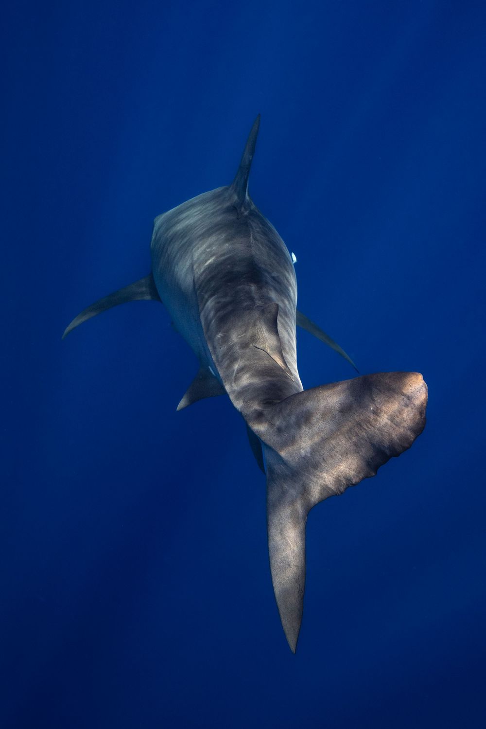 Aerial view of a massive shark swimming in deep blue ocean waters.