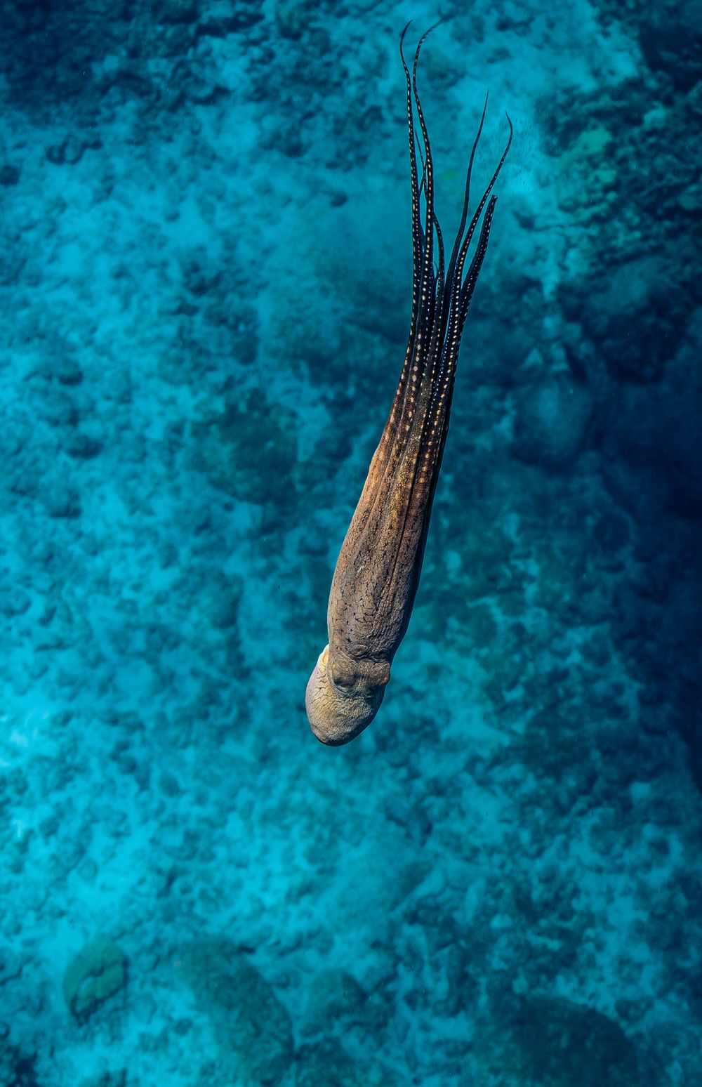 Sea cucumber with tentacles extended in deep blue underwater environment.