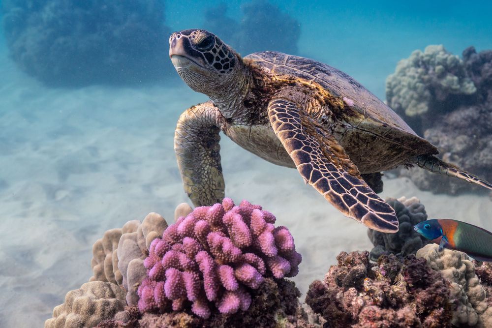 Sea turtle exploring coral reef with pink coral formations in clear tropical waters.