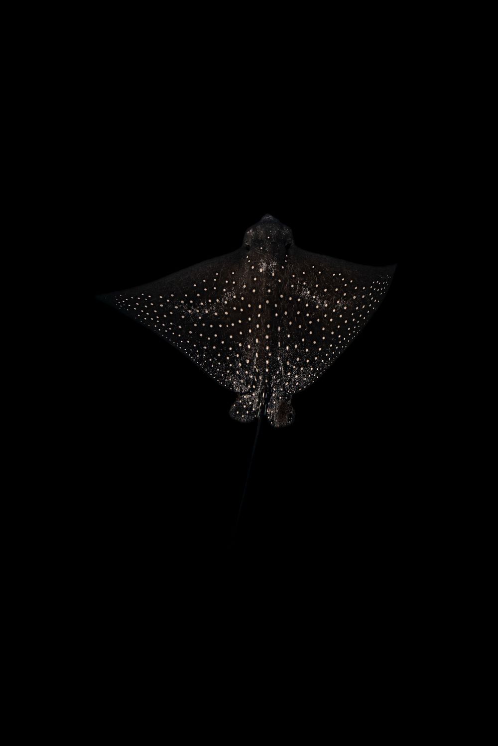 A spotted eagle ray silhouetted against a dark background, displaying its distinctive pattern of white dots.