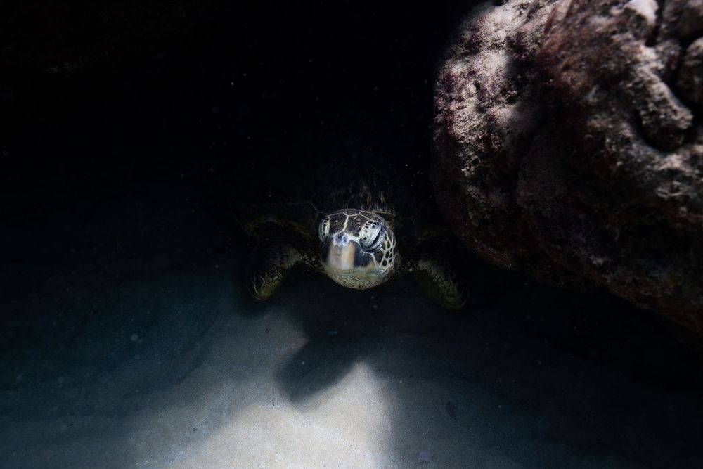 Sea turtle emerging from dark underwater cave with mysterious lighting.