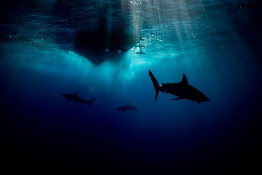 Dramatic underwater scene with sunbeams piercing through dark ocean waters.