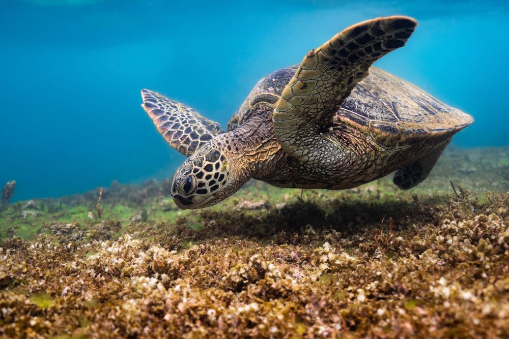 Green sea turtle swimming gracefully over ocean floor with vibrant blue water background.