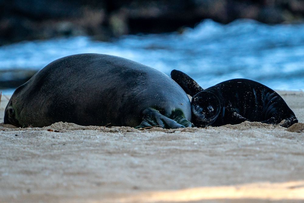Hawaiian monk seal and pup resting together on sandy beach at dusk.