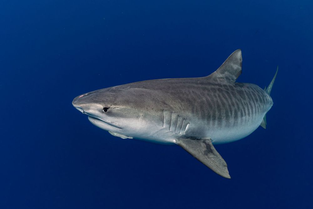 Tiger sharks swimming in deep blue ocean waters against dark background.