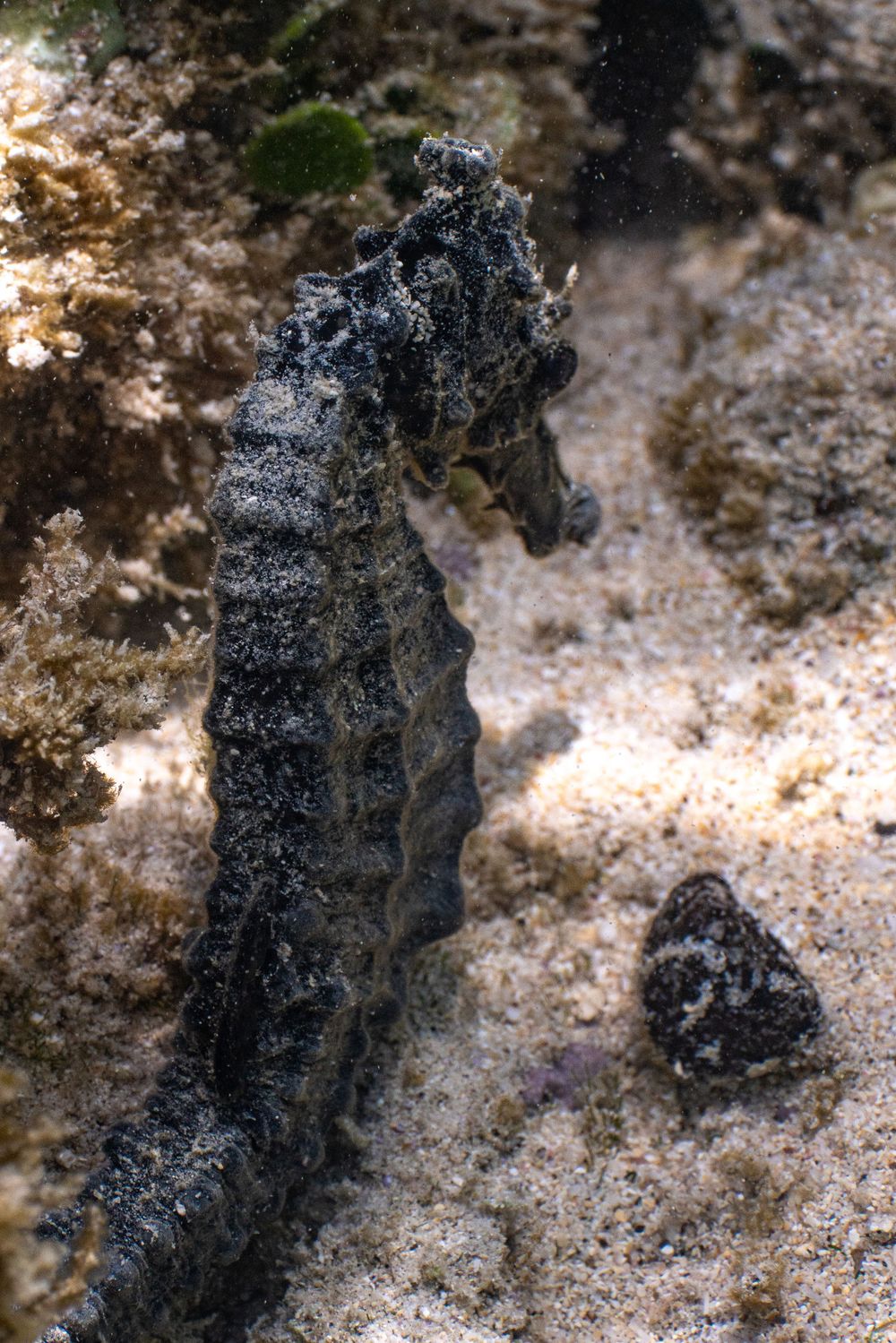 Black mineral or rock formation on sandy textured surface.