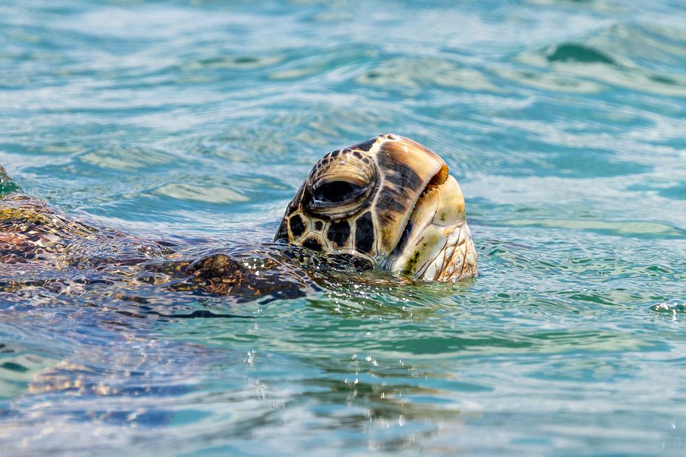 Close-up underwater shots of sea turtle swimming in clear turquoise ocean water.