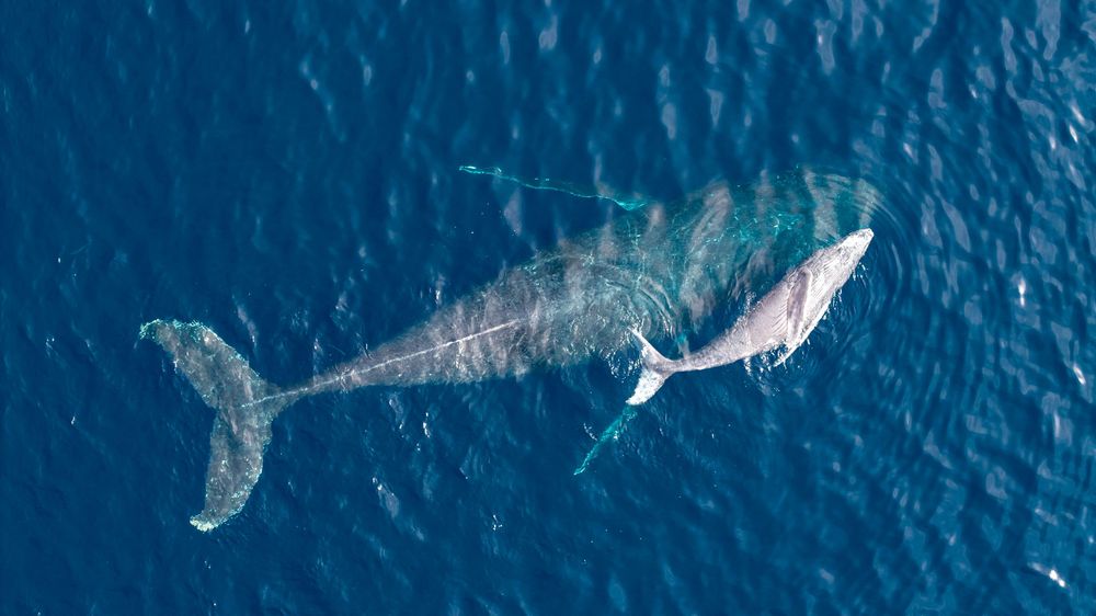 Aerial view of a gray whale and its calf swimming together in deep blue ocean waters.