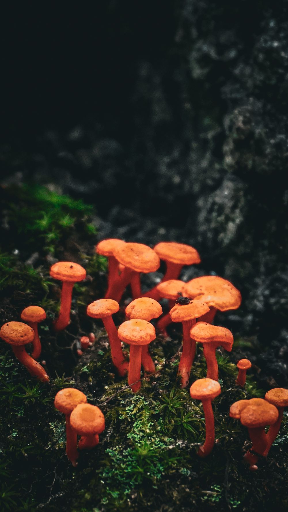 Cluster of bright orange mushrooms growing on moss against dark background.