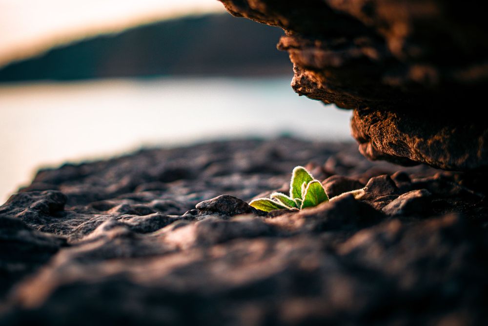 A small green sprout emerges from dark rocky soil in macro photography with shallow depth of field.