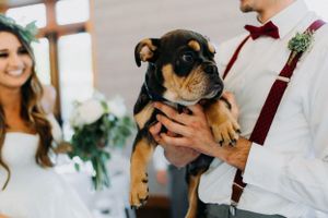 Adorable small dog being held during wedding ceremony with white dress and burgundy bow tie visible.