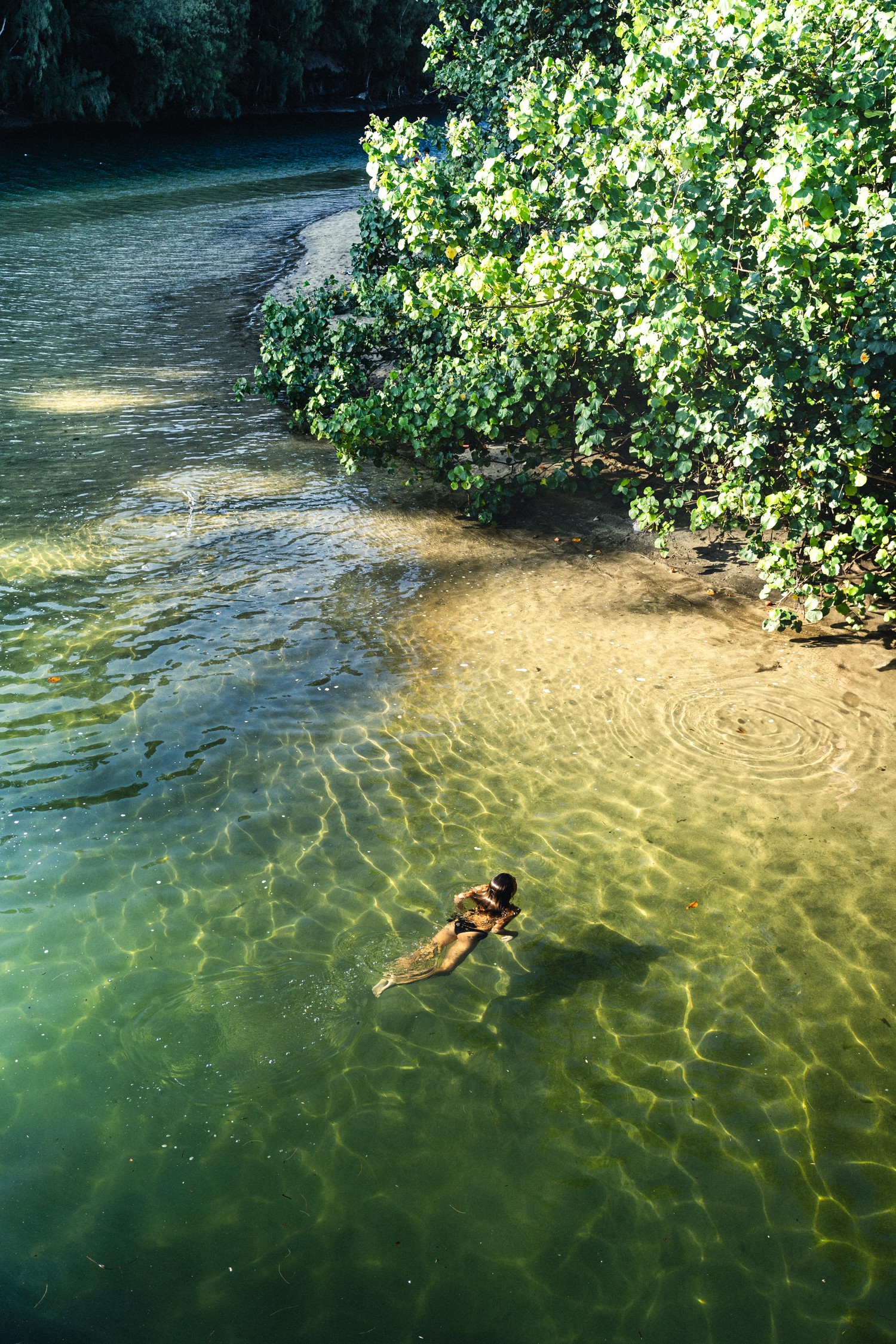 Person swimming in crystal clear green water near mangrove trees.