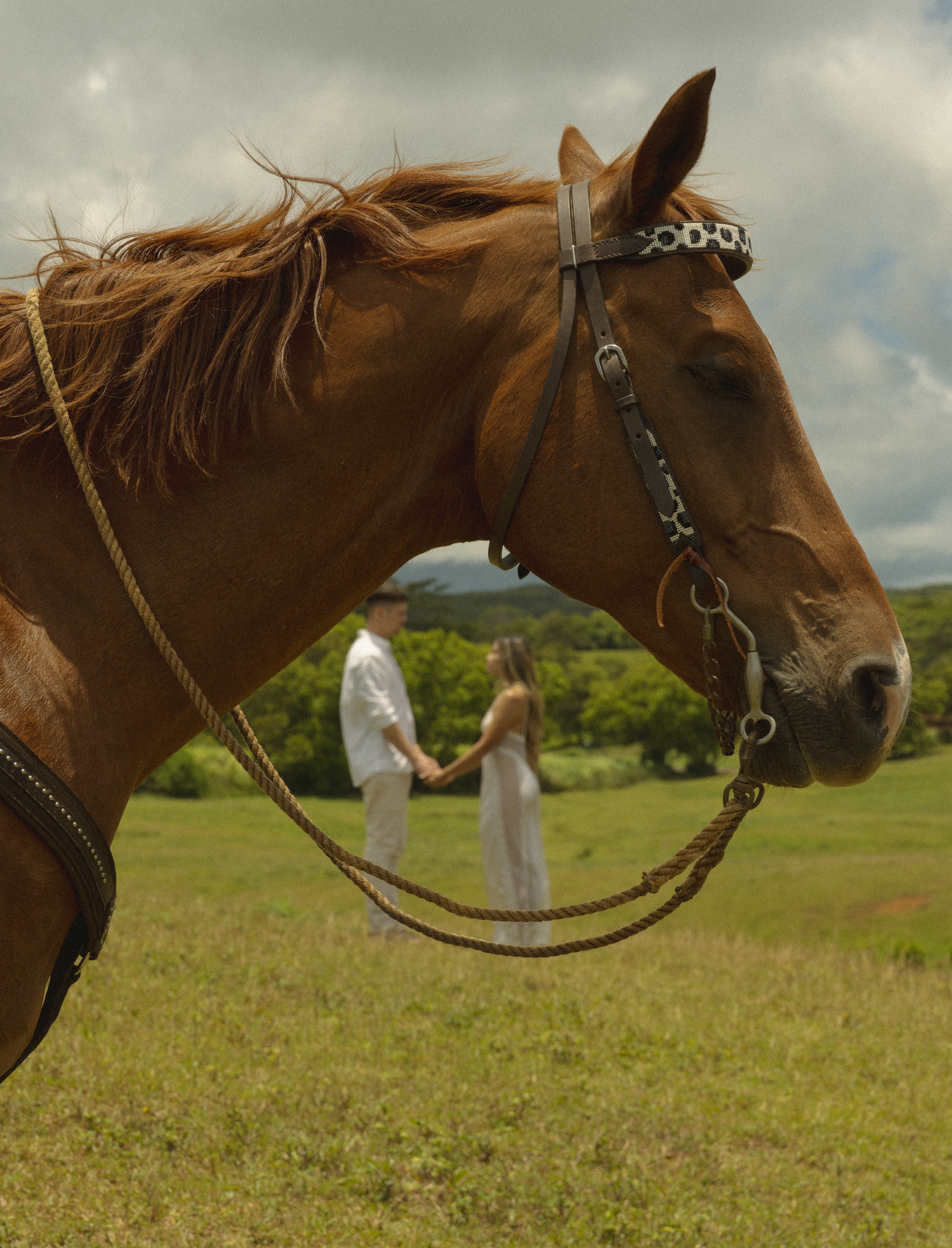 Close-up profile shots of a brown horse with bridle in a sunny field.
