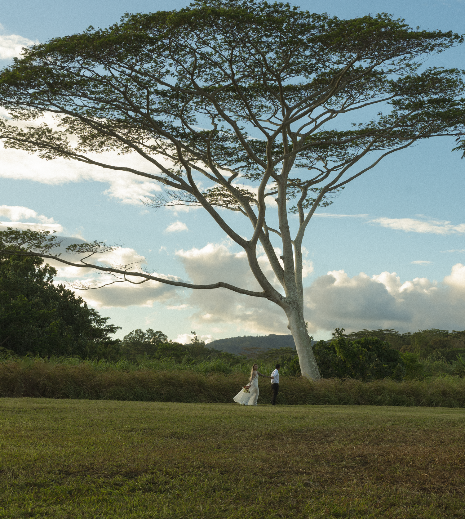 Sweeping landscape with large acacia tree and figures in the distance.