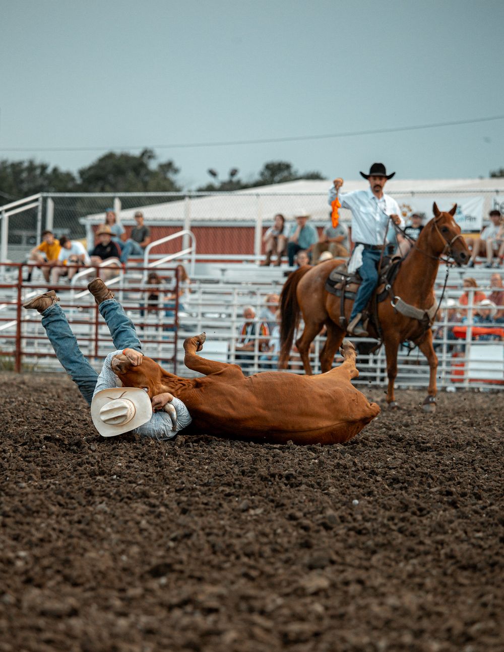 A rodeo competitor falls off a bucking steer while another rider watches from horseback.