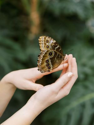 A brown butterfly with eyespots on its wings perches delicately on an outstretched hand against a blurred green background.