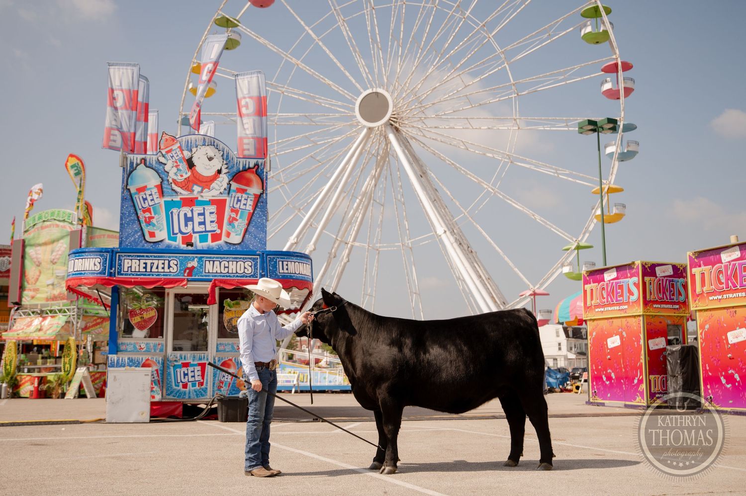 Black show cow stands with handler in front of colorful carnival rides and ferris wheel at fairgrounds.