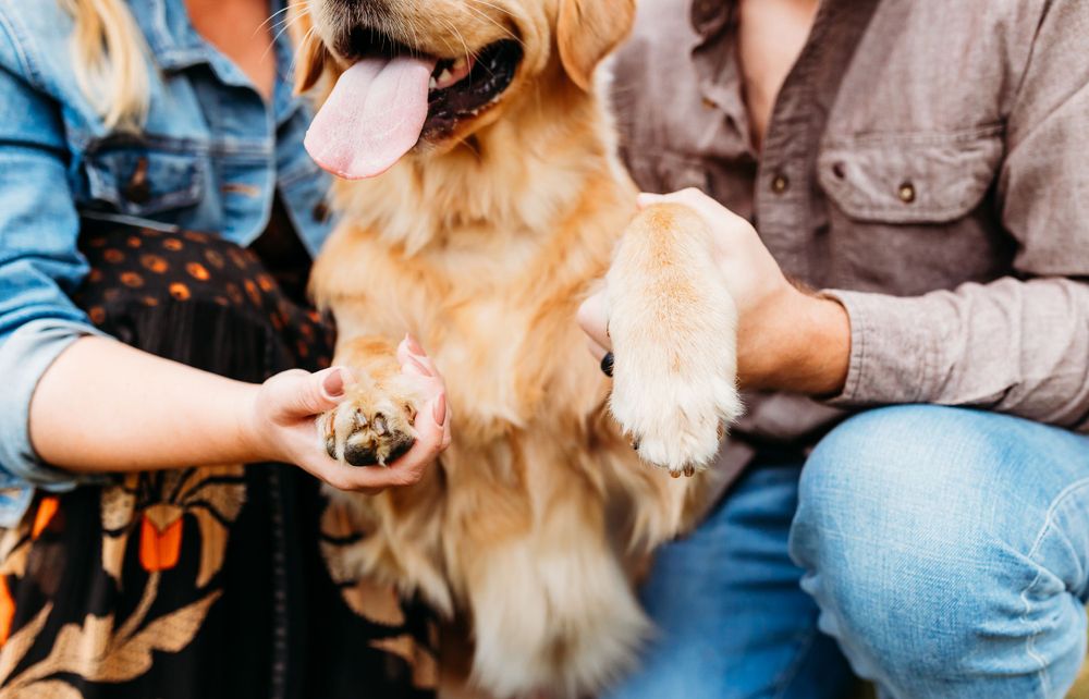 A group of golden retrievers and their owners gather together in a casual indoor setting for training or socialization.