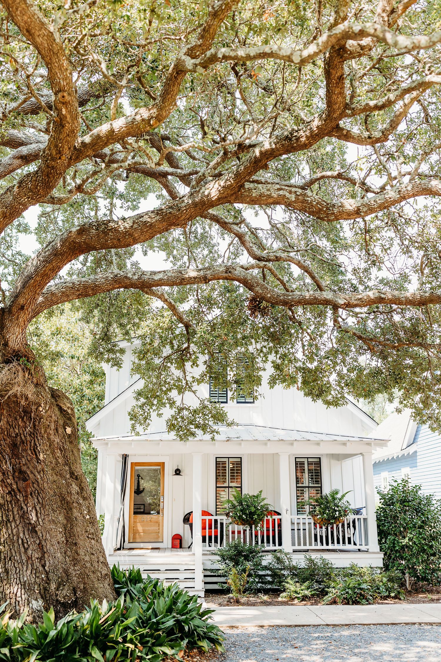 A charming white farmhouse with a wraparound porch nestled under sprawling oak trees creates an idyllic Southern scene.