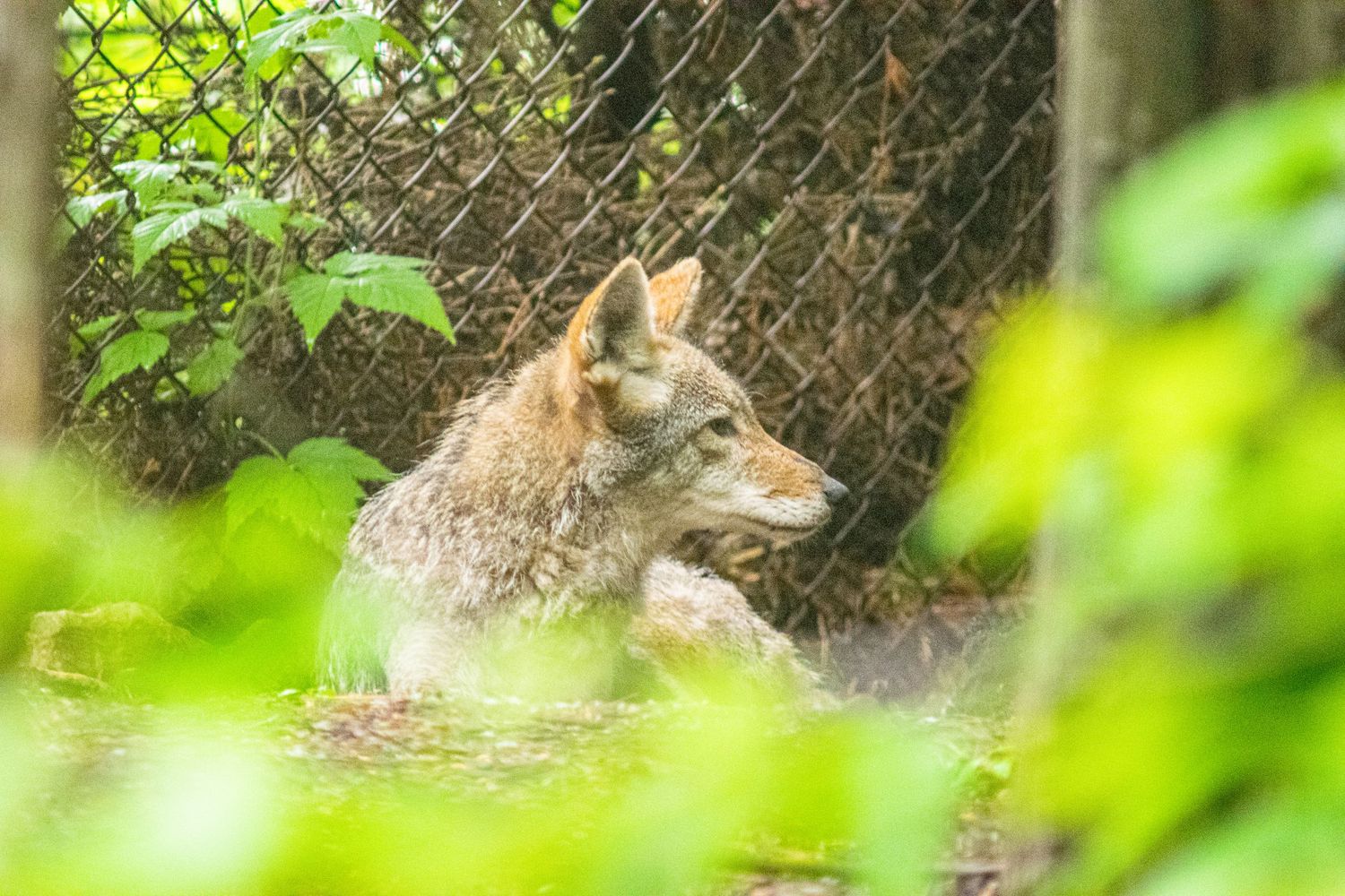 Gray wolf resting in natural habitat behind chain link fence surrounded by green foliage.