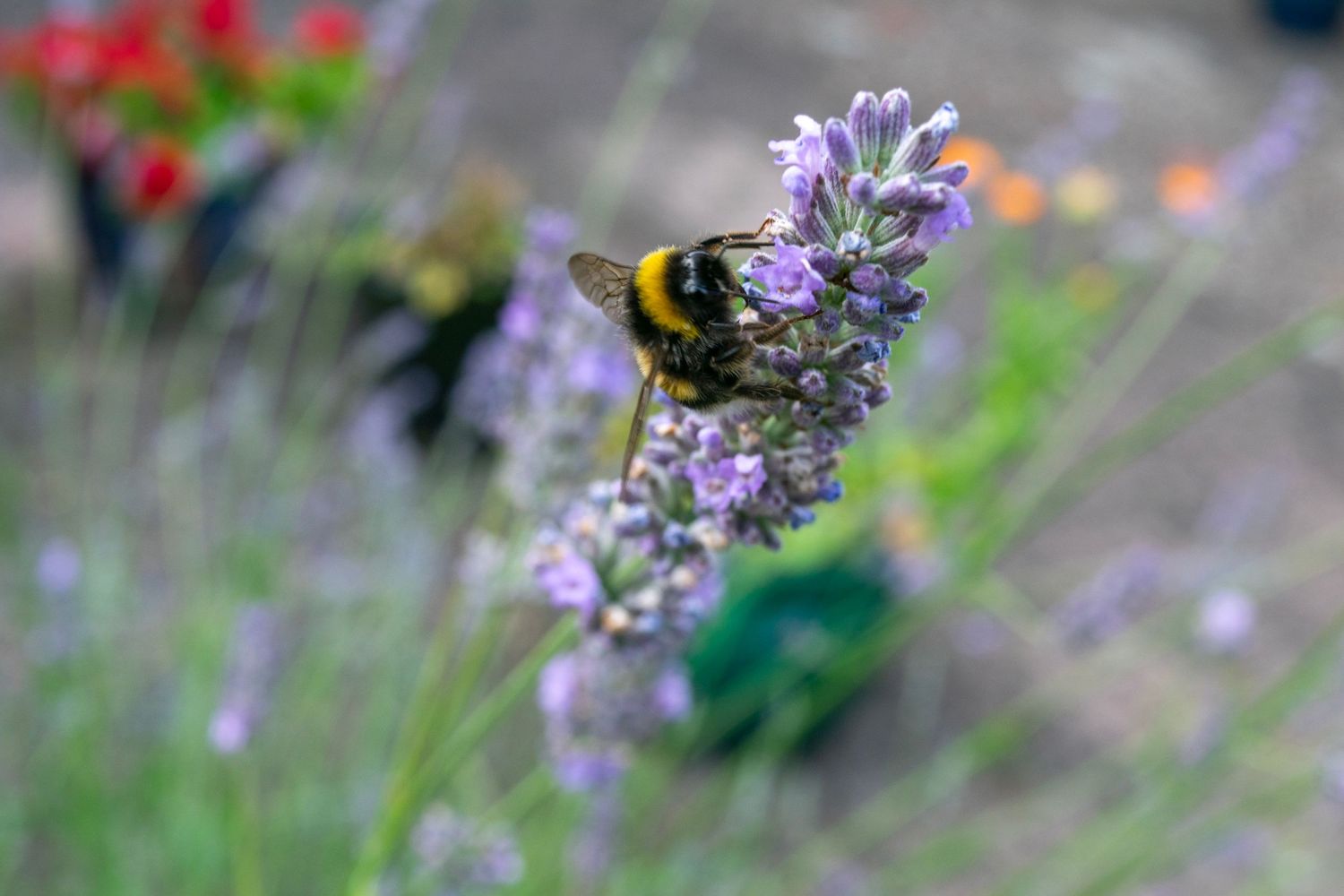 Bumblebee collecting nectar from purple lavender flowers in a garden.