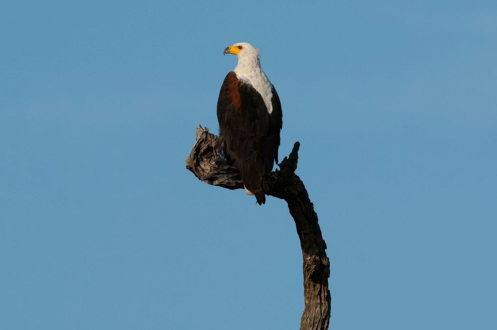 African fish eagle perched on a bare tree branch against a clear blue sky.