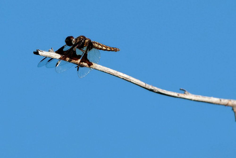 A dragonfly perched on a bare branch tip against a clear blue sky.