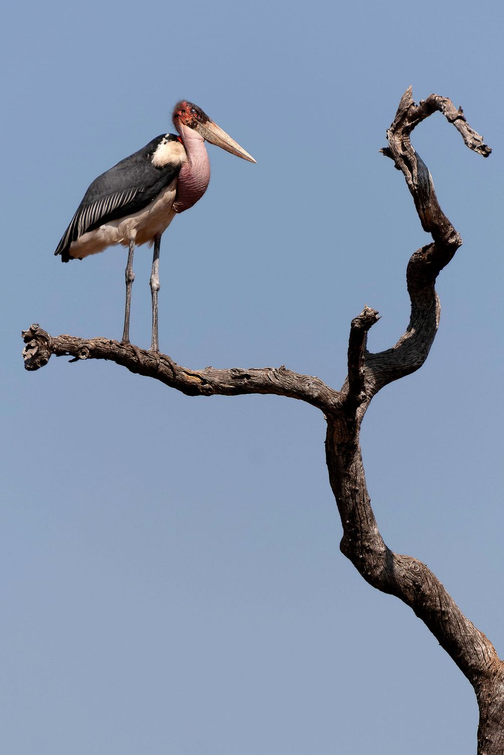 Marabou stork perched on a bare dead tree branch against a clear blue sky in African wildlife habitat.
