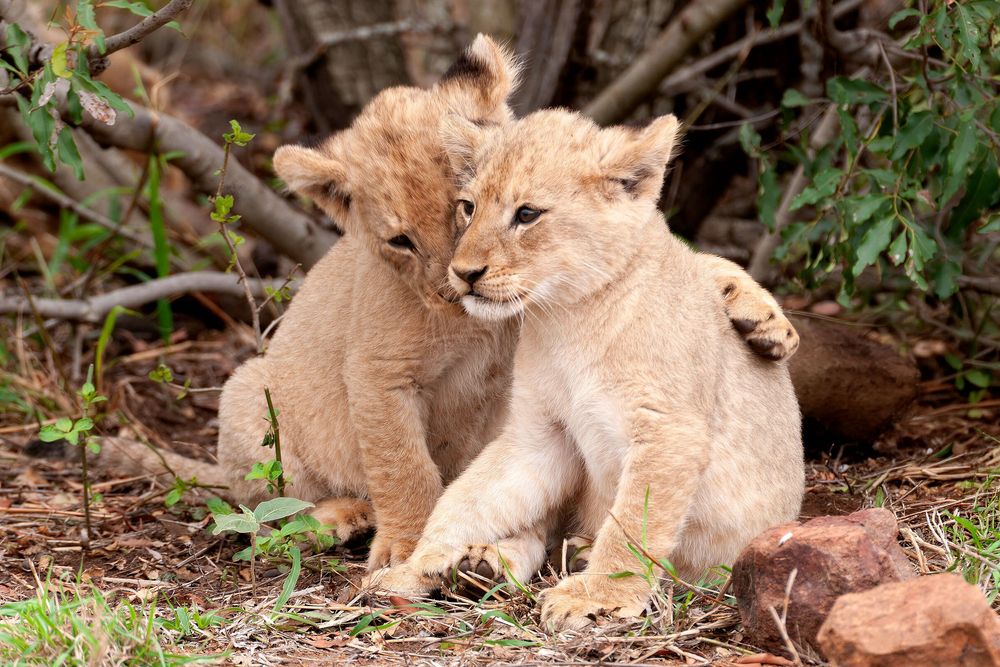 Two playful lion cubs cuddling together in natural habitat, surrounded by green foliage and red rocks.