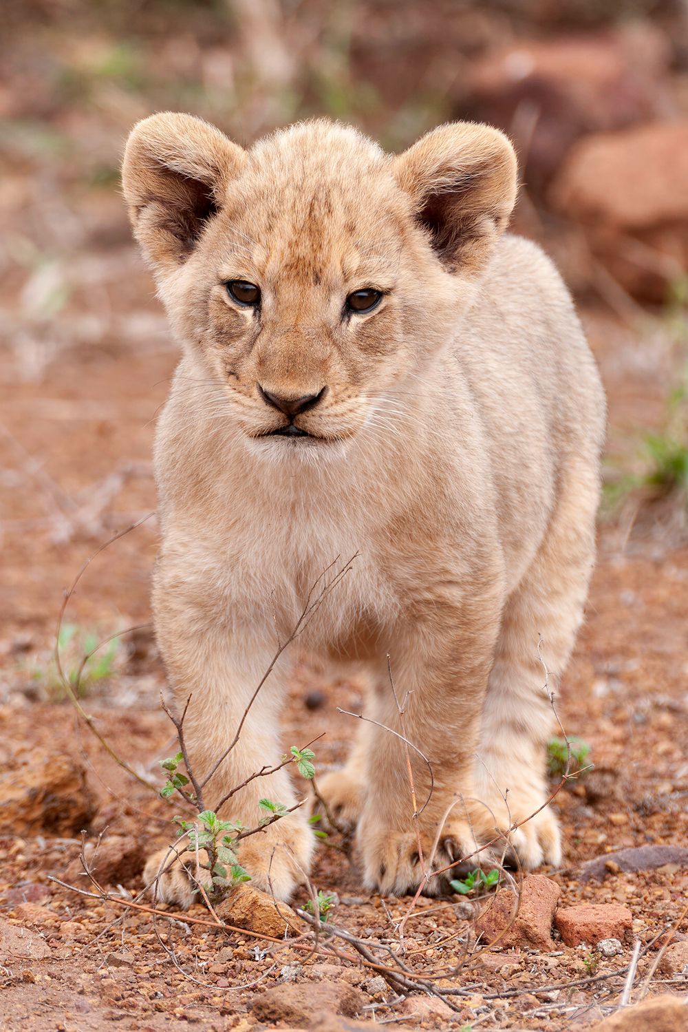 A young lion cub walking on red dirt ground looking directly at the camera.